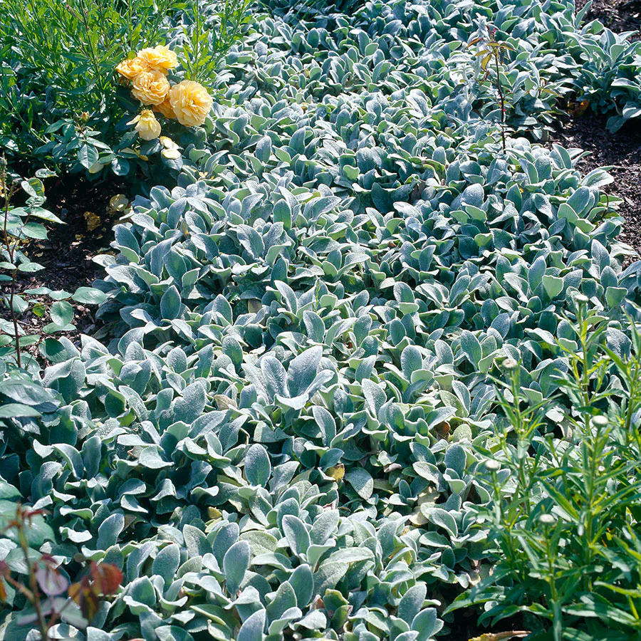 Planta Omnia Garden Lammöron Silver Carpet