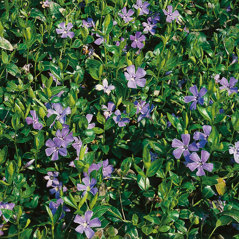 Planta Omnia Garden Vintergröna