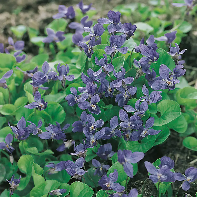 Planta Omnia Garden Luktviol Königin Charlotte
