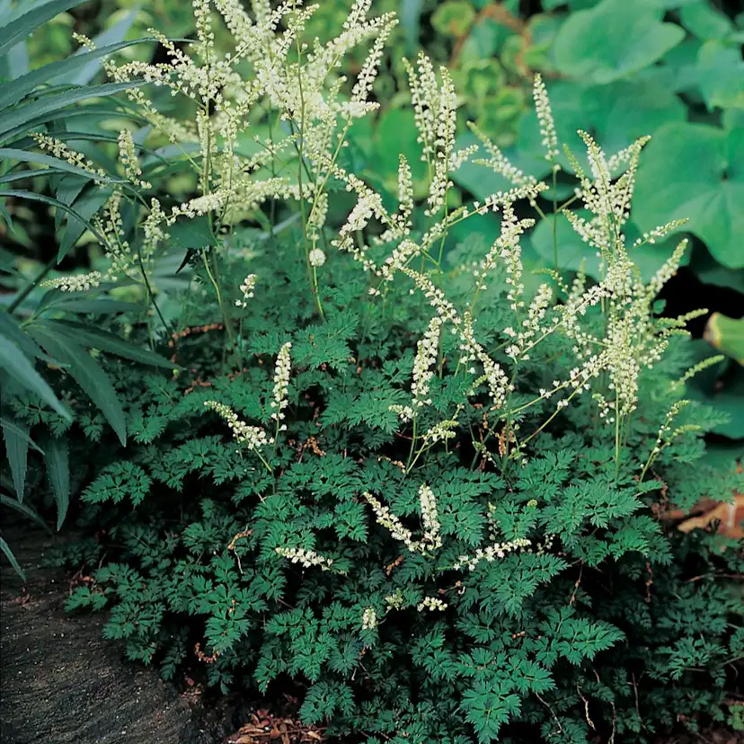 Planta Omnia Garden Koreansk plymspirea