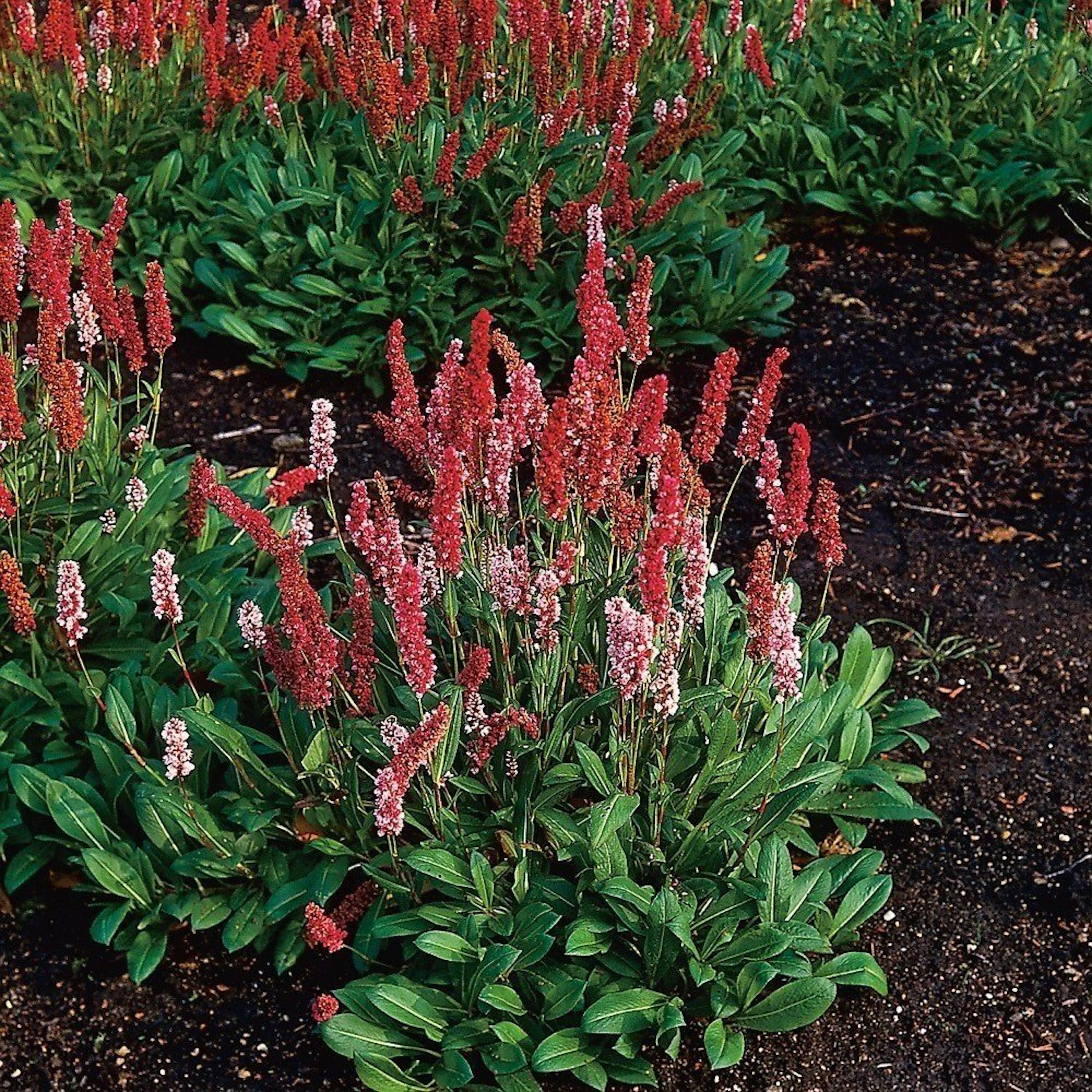 Planta Omnia Garden Bergormrot Darjeeling Red