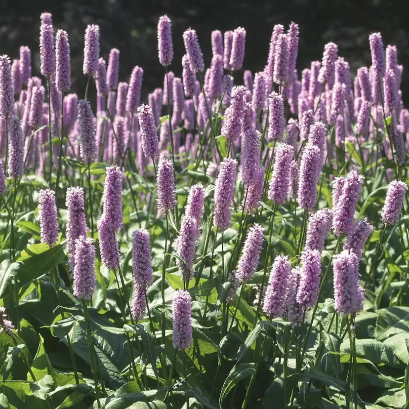 Planta Omnia Garden Stor Ormrot