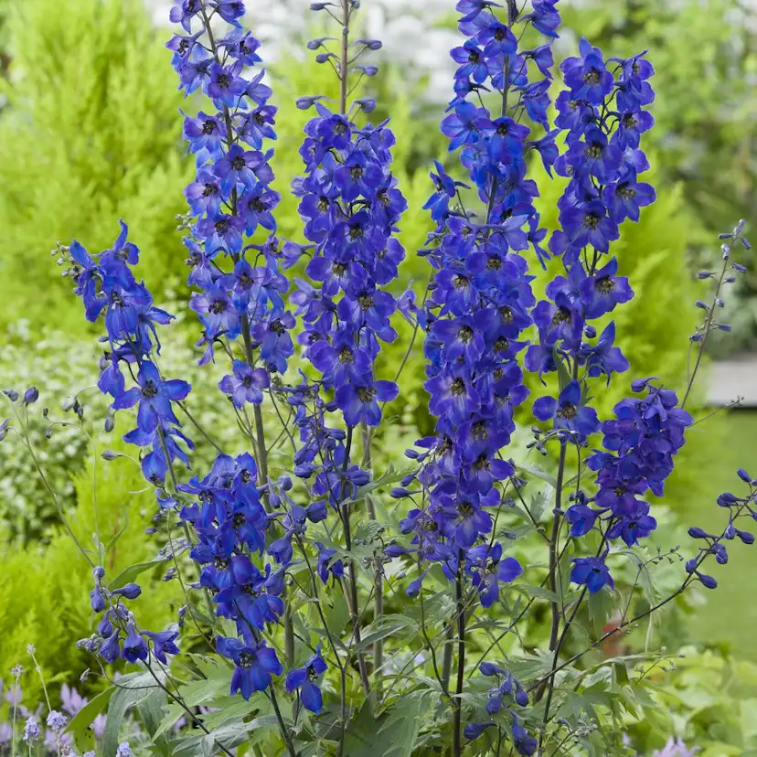 Planta Omnia Garden Trädgårdsriddarsporre Black Knight