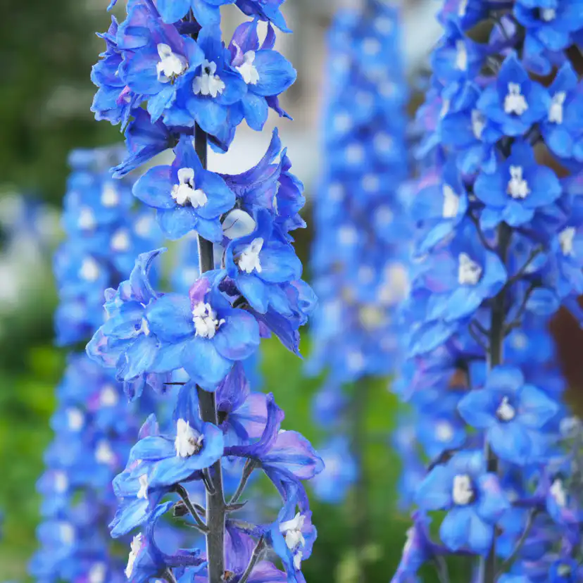 Planta Omnia Garden Trädgårdsriddarsporre Blue Bird