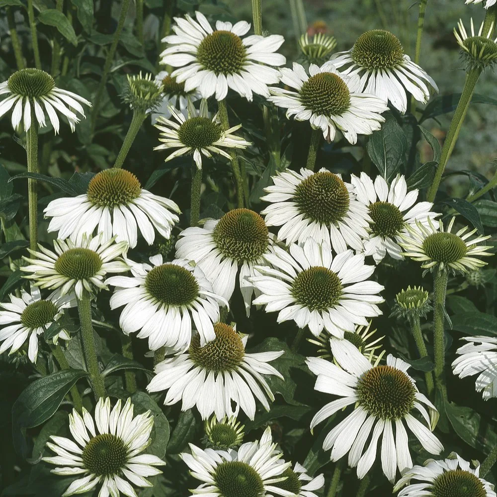 Planta Omnia Garden Solhatt Alba