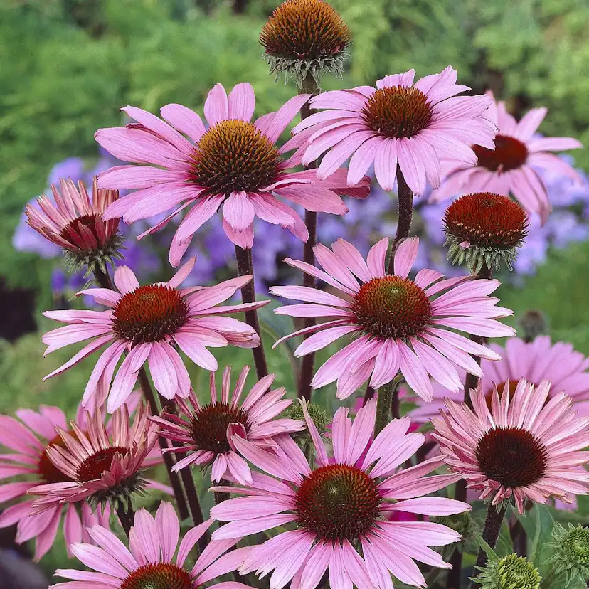 Planta Omnia Garden Röd solhatt Magnus