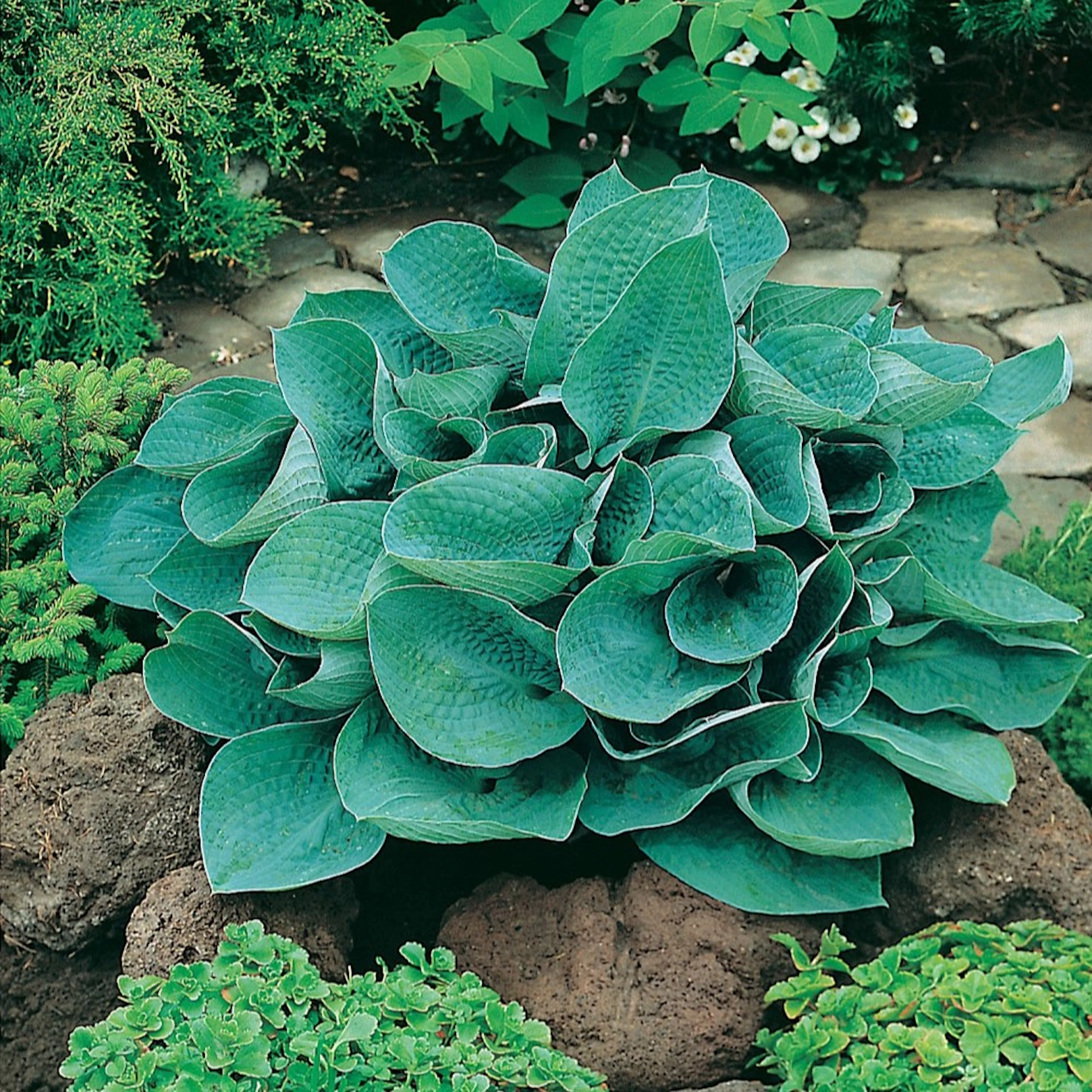 Planta Omnia Garden Funkia Big Daddy