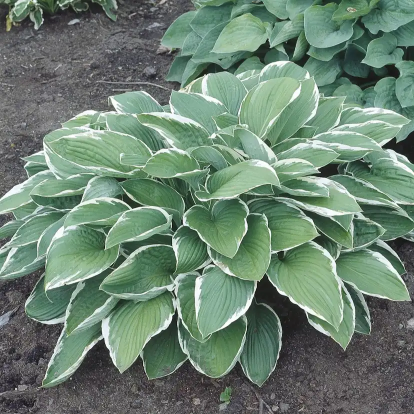 Planta Omnia Garden Blomsterfunkia Francee