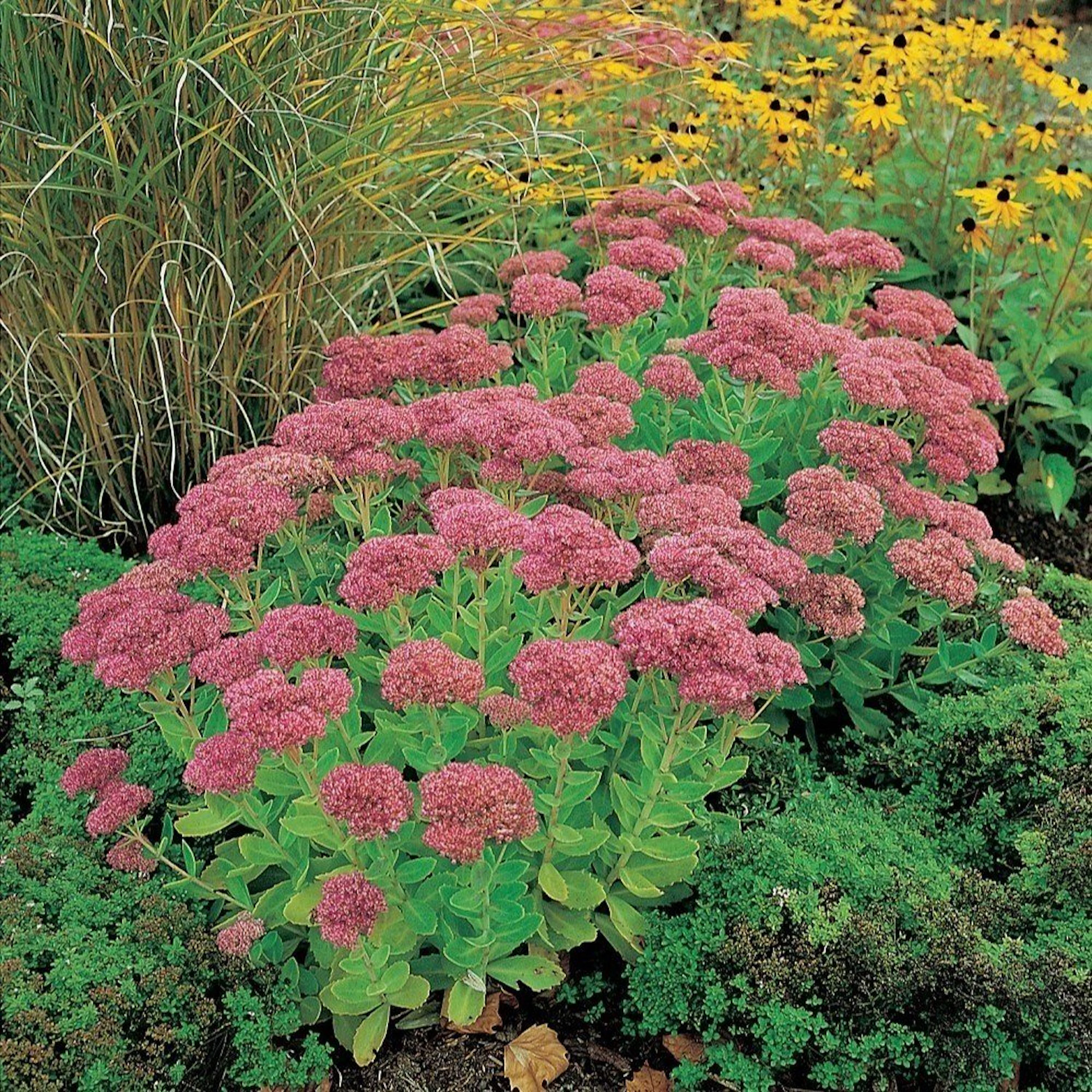 Planta Omnia Garden Kärleksört Herbstfreude