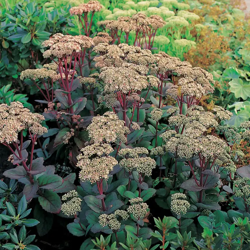 Planta Omnia Garden Kärleksört Matrona