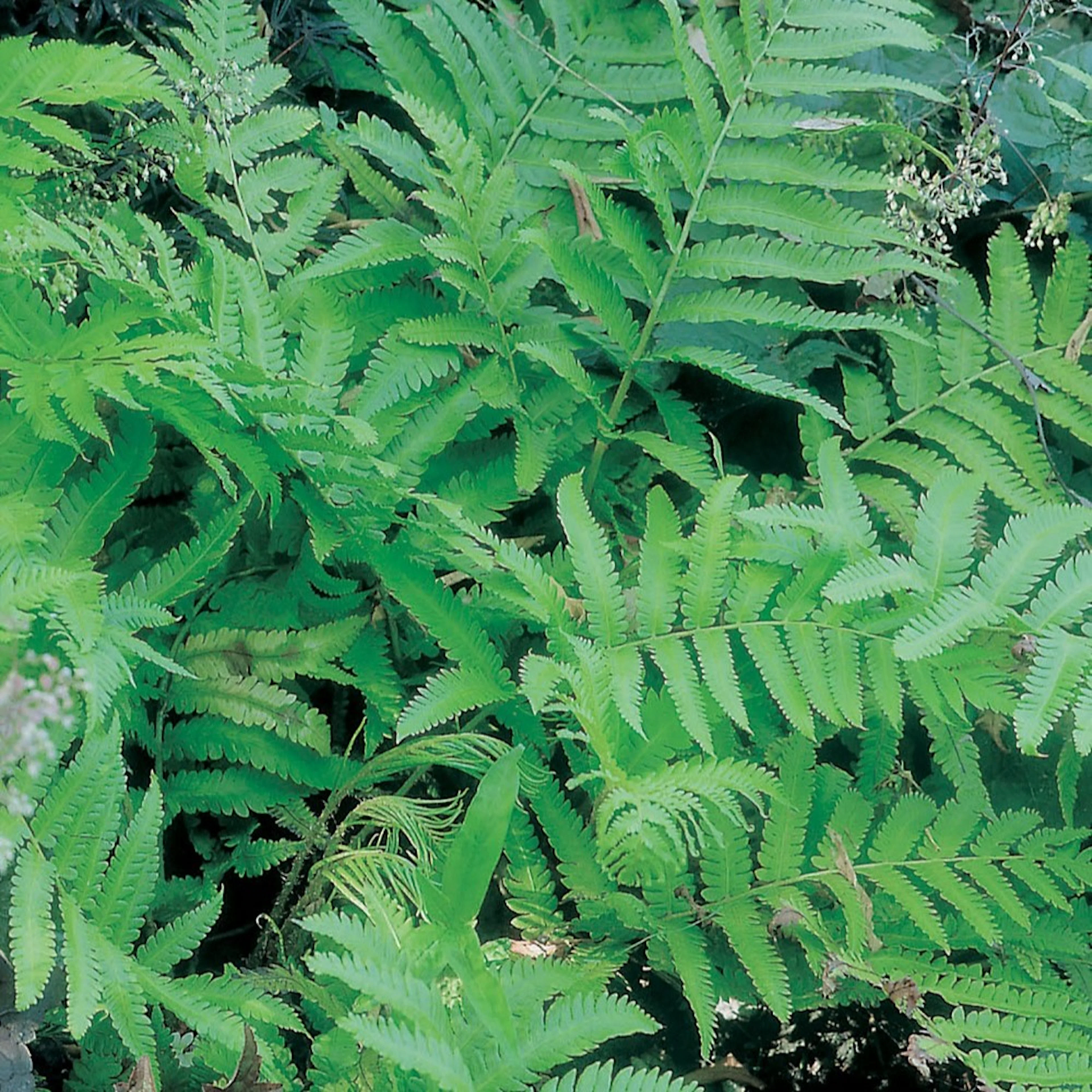 Planta Omnia Garden Japansk strutbräken