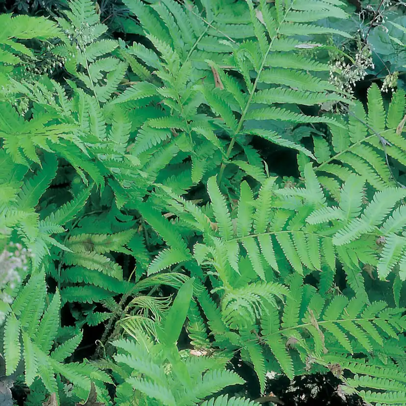 Planta Omnia Garden Japansk strutbräken