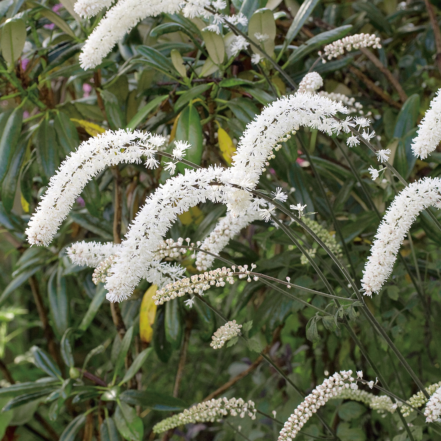 Planta Höstsilverax Omnia Garden Brunette