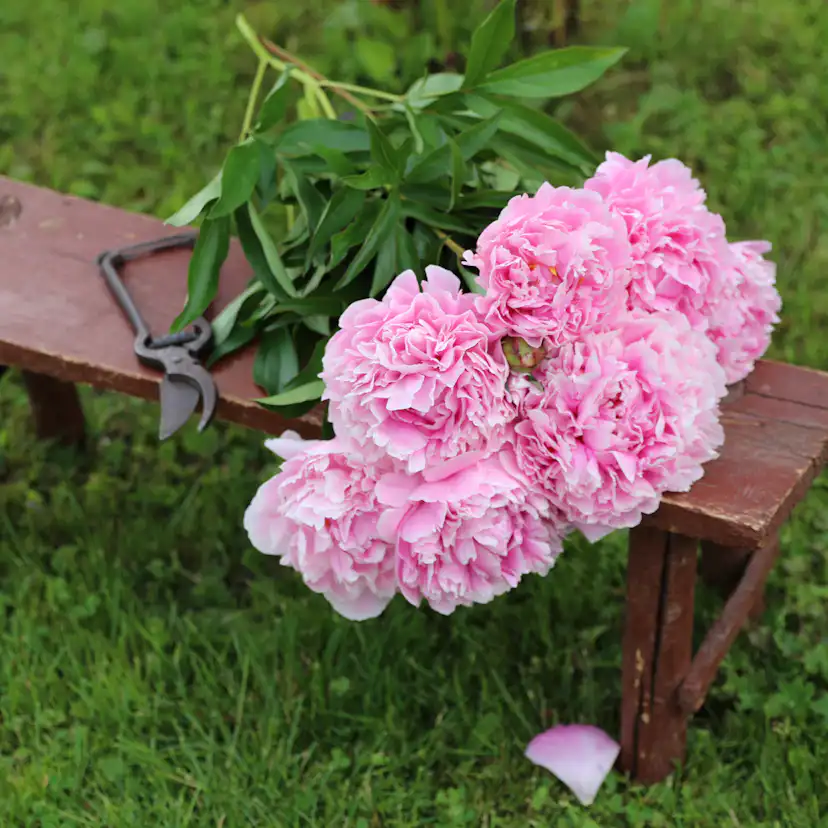 Luktpion Omnia Garden Sarah Bernardt