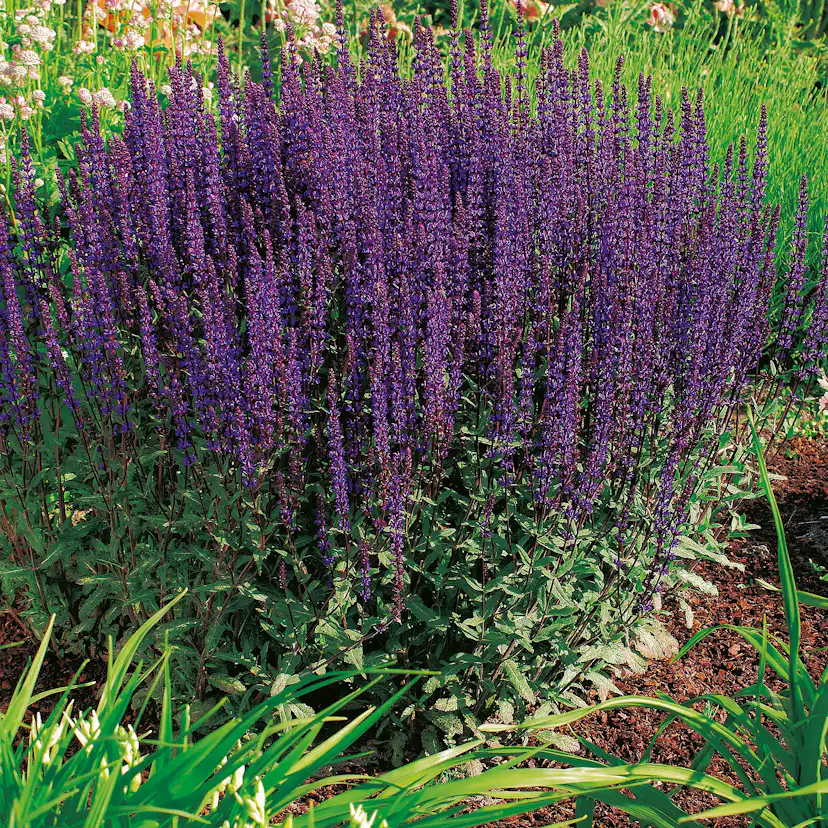 Stäppsalvia Omnia Garden Caradonna