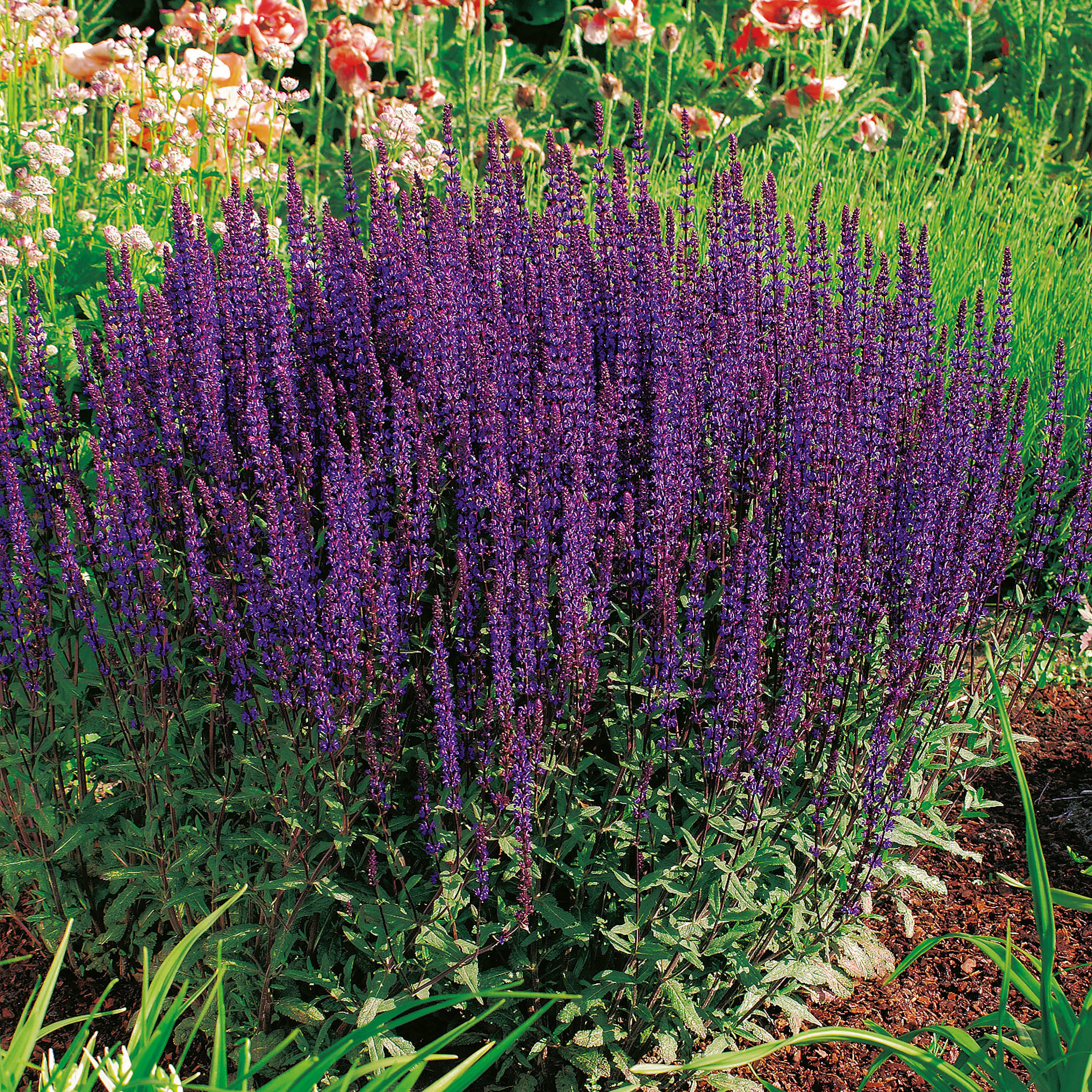 Stäppsalvia Omnia Garden Caradonna