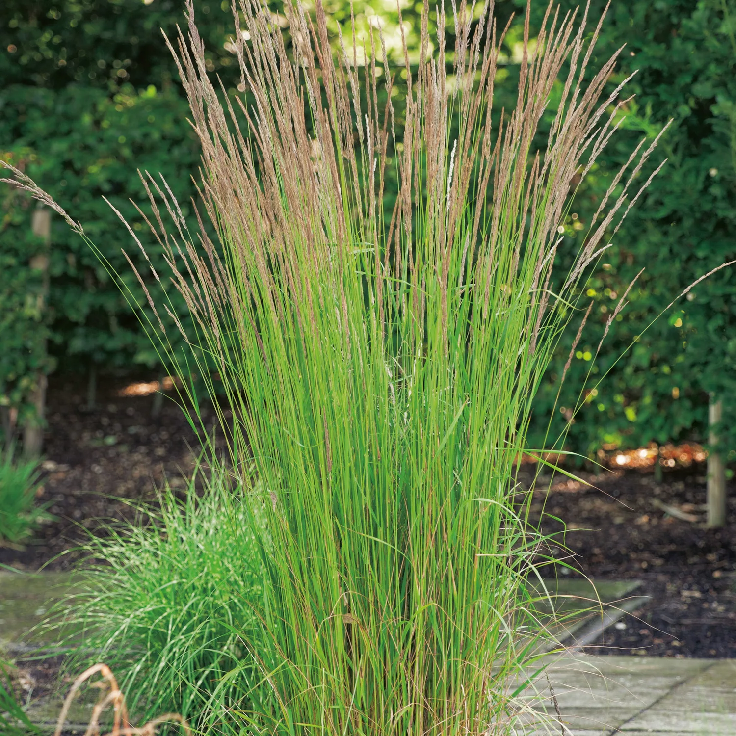 Prydnadsgräs Tuvrör Omnia Garden Karl Foerster