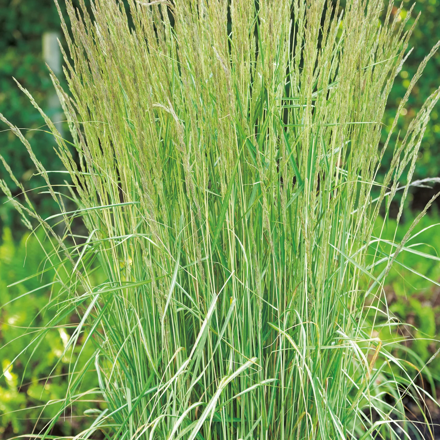 Prydnadsgräs Brokbladigt Tuvrör Omnia Garden Overdam