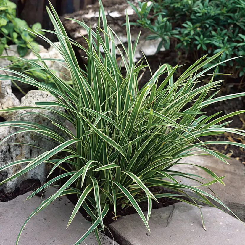 Planta Omnia Garden Japansk starr Ice Dance