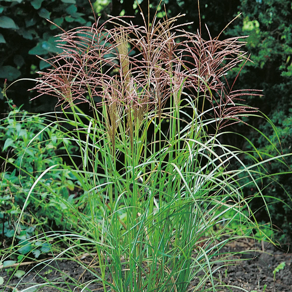 Prydnadsgräs Glansmiskantus Omnia Garden Japanskt Gräs Ferner Osten