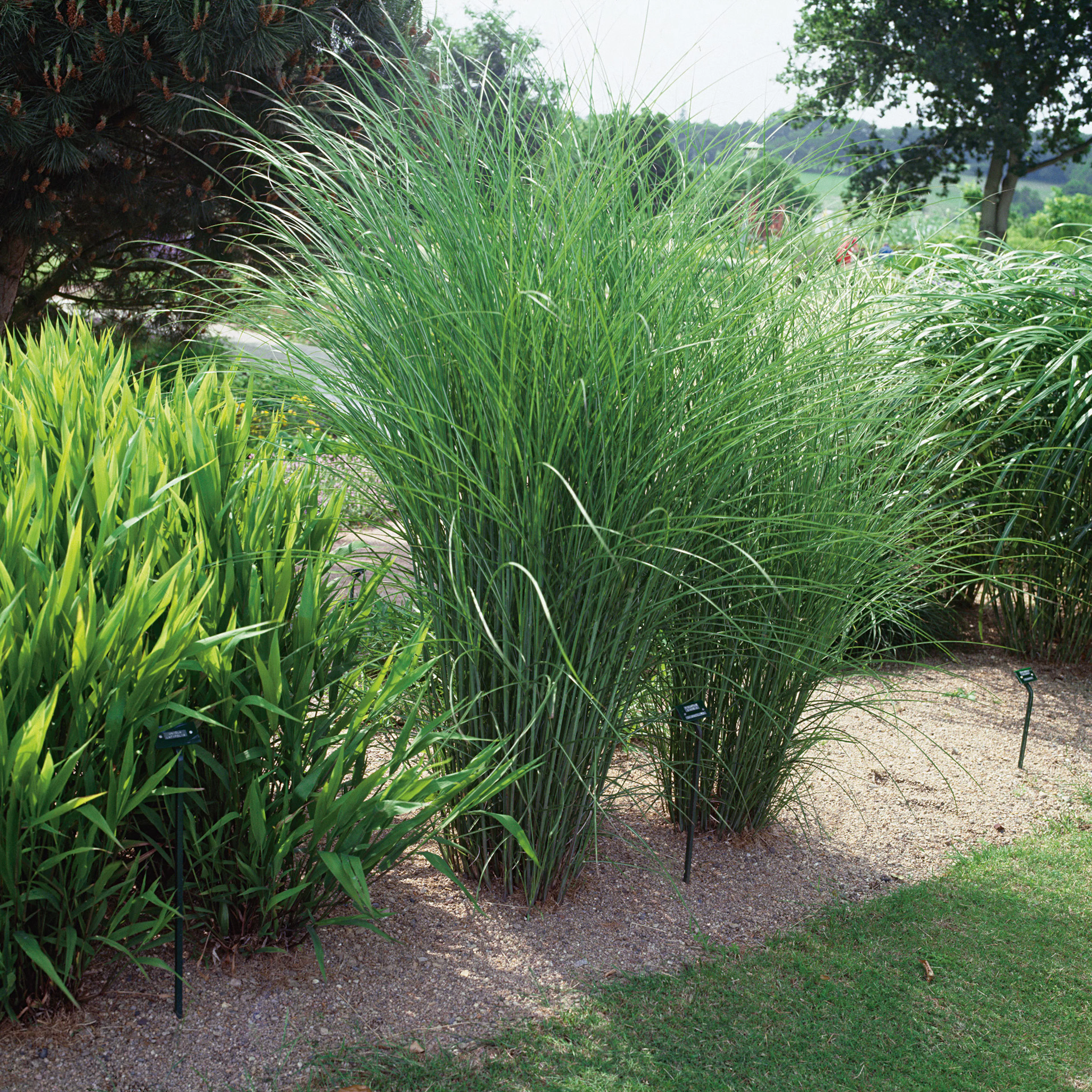 Prydnadsgräs Glansmiskantus Omnia Garden Japanskt Gräs Gracillimus