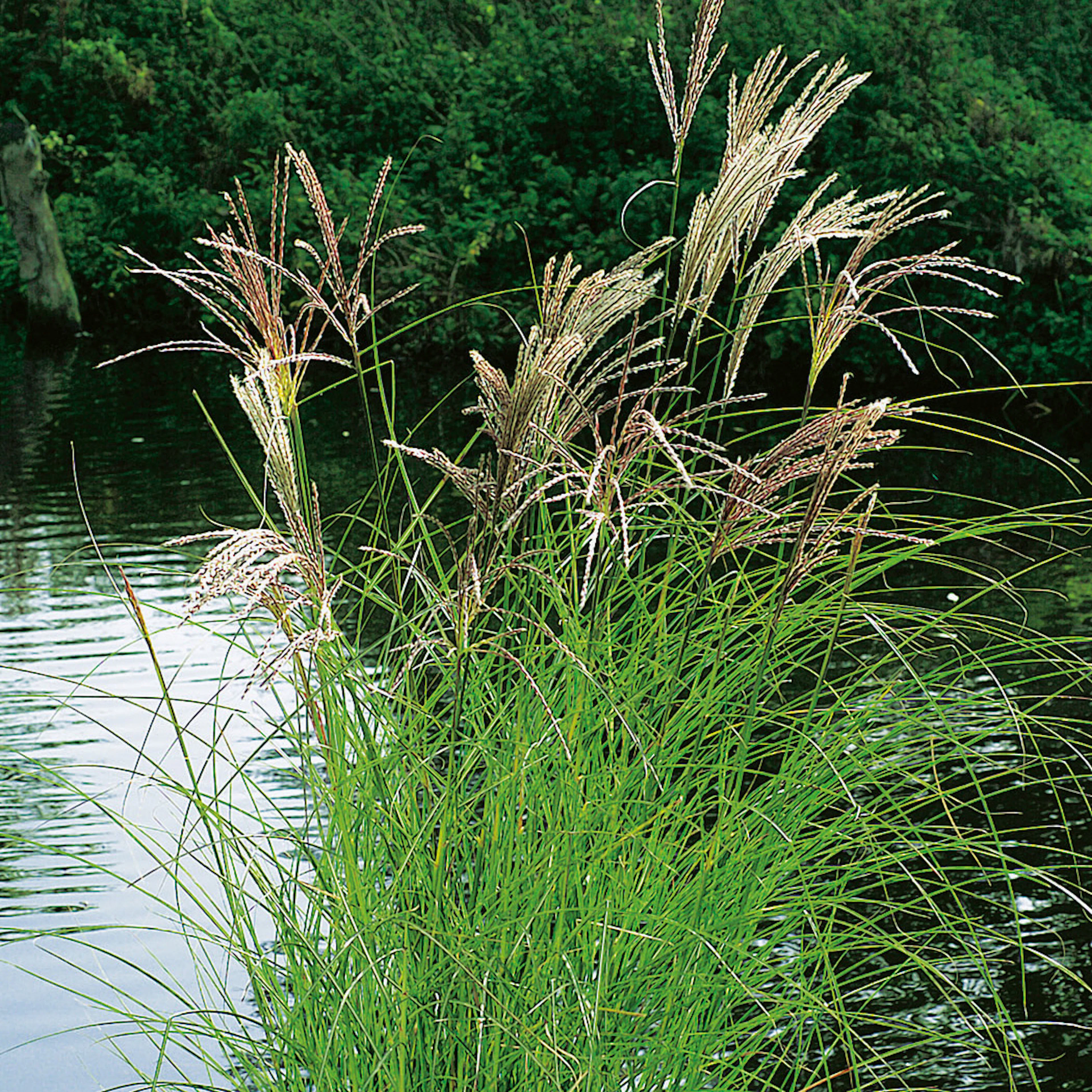 Prydnadsgräs Glansmiskantus Omnia Garden Japanskt Gräs Kleine Silberspinne