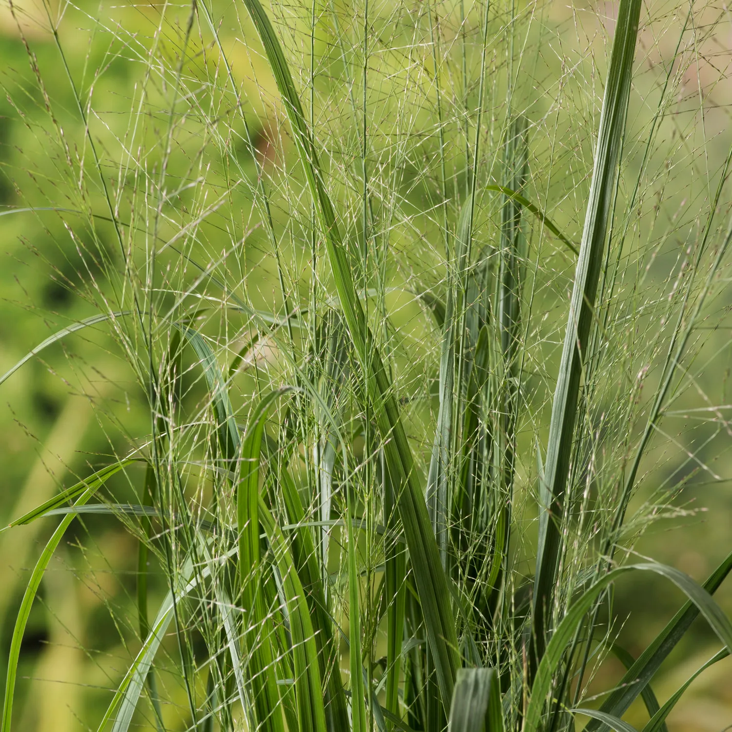 Prydnadsgräs Jättetåtel Omnia Garden Karl Foerster