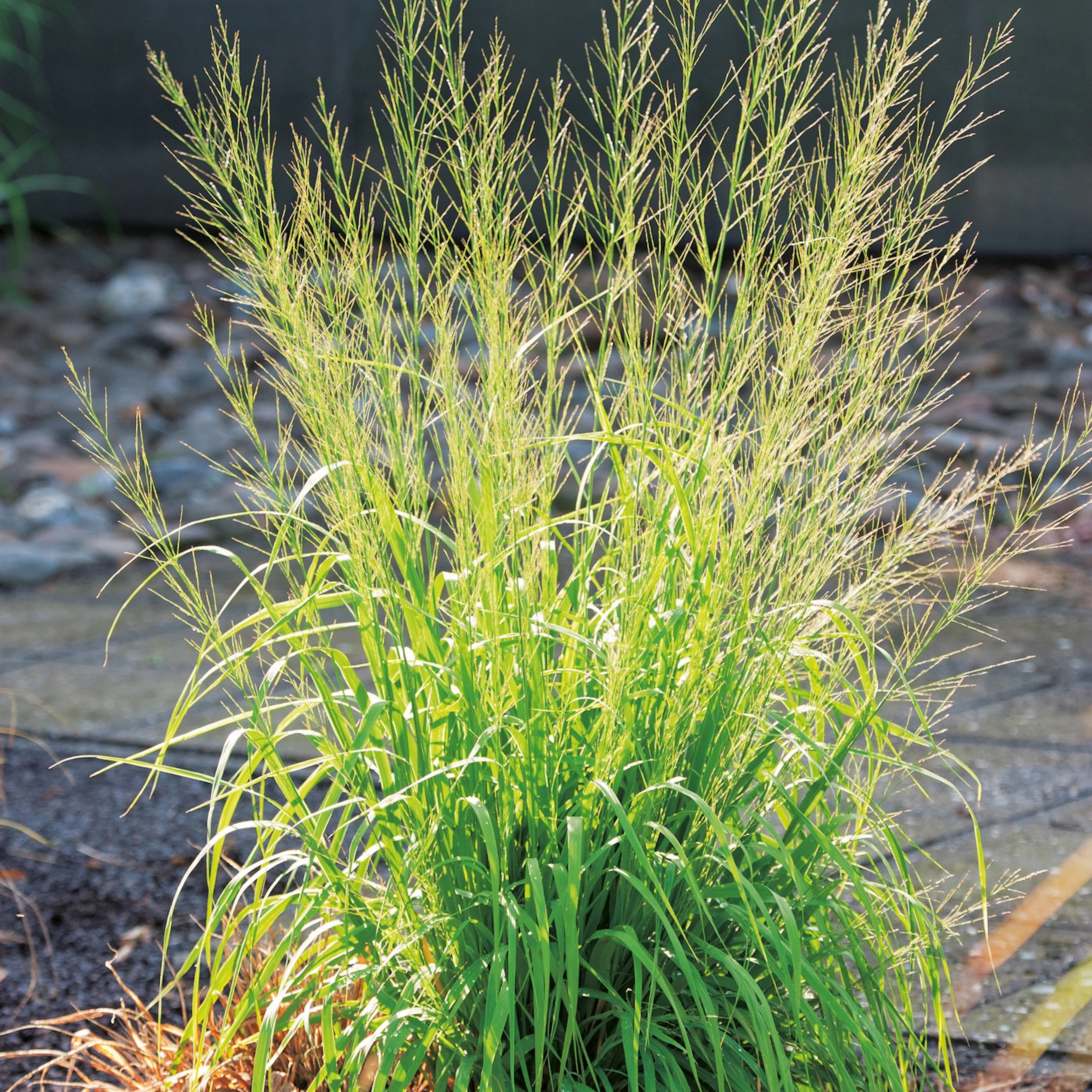 Prydnadsgräs Jättetåtel Omnia Garden Transparent