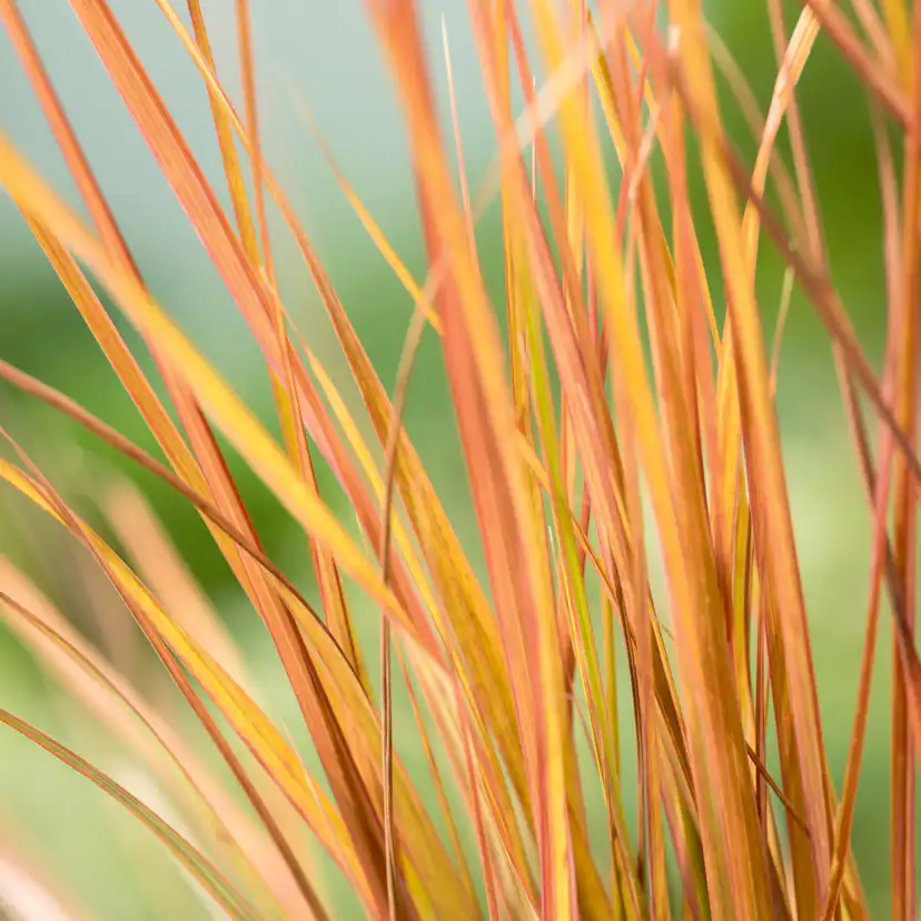 Planta Omnia Garden Fasanfjädergräs Sirocco