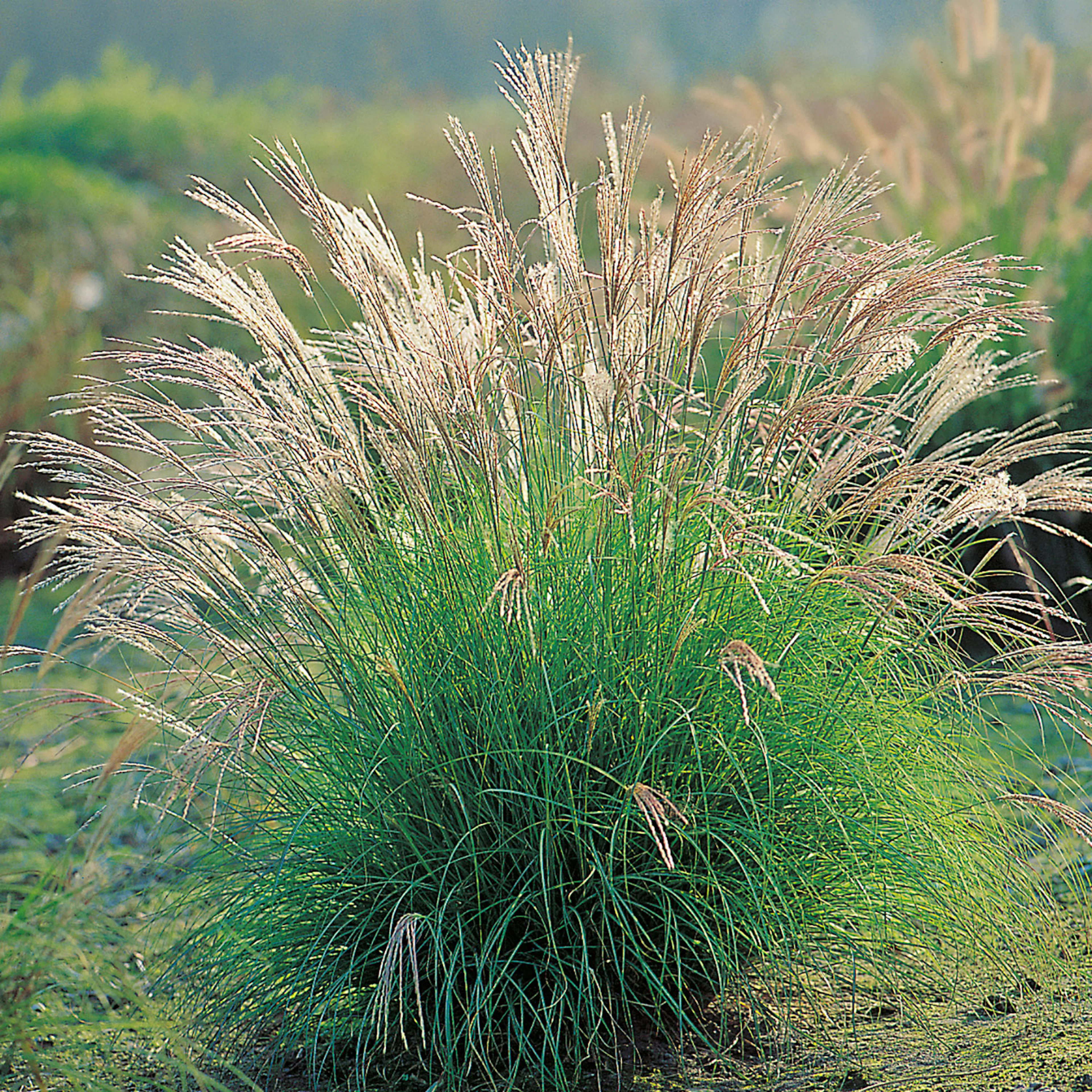 Planta Omnia Garden Glansmiskantus Adagio