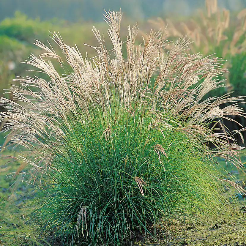 Planta Omnia Garden Glansmiskantus Adagio