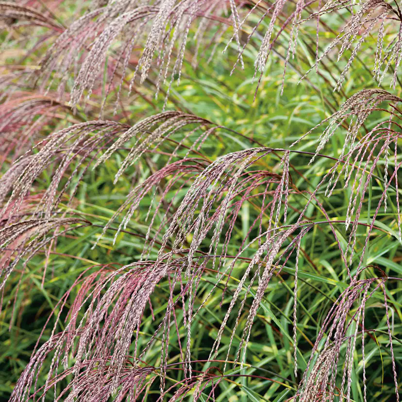 Planta Omnia Garden Glansmiskantus Little Zebra