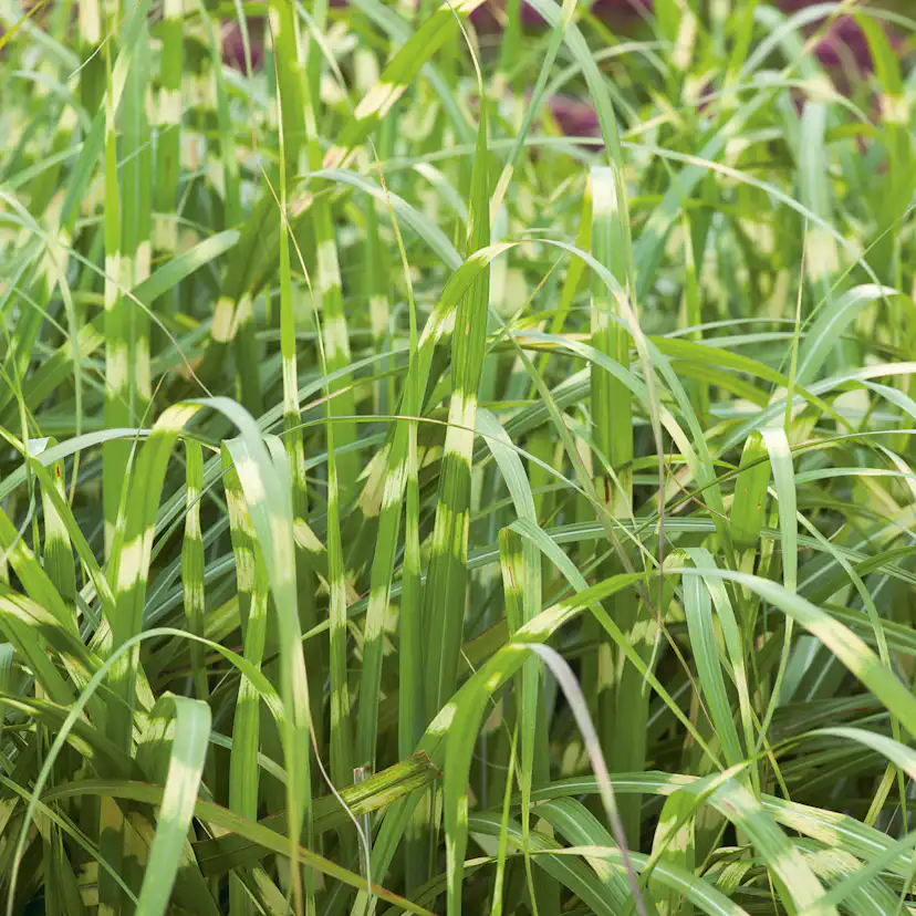 Planta Omnia Garden Glansmiskantus Little Zebra