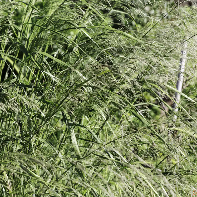 Planta Omnia Garden Prydnadshirs Northwind