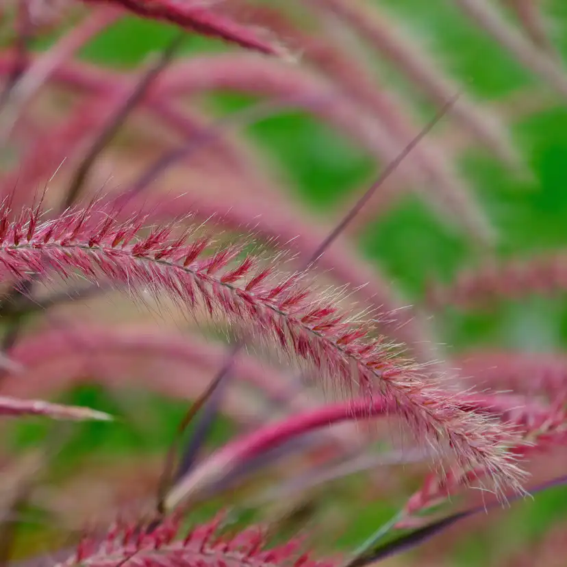 Planta Omnia Garden Fjäderborstgräs Fireworks