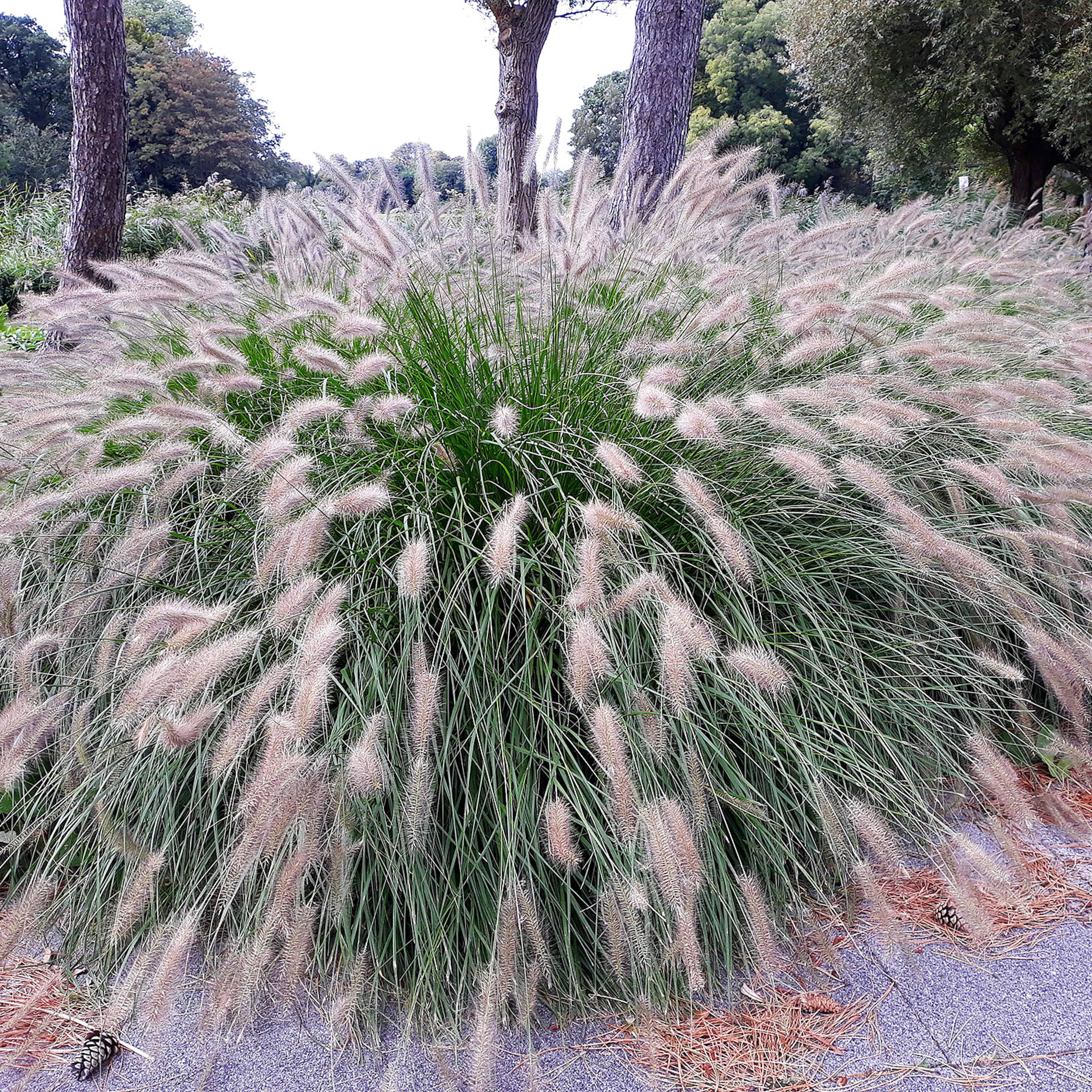 Planta Omnia Garden Lampborstgräs Hameln