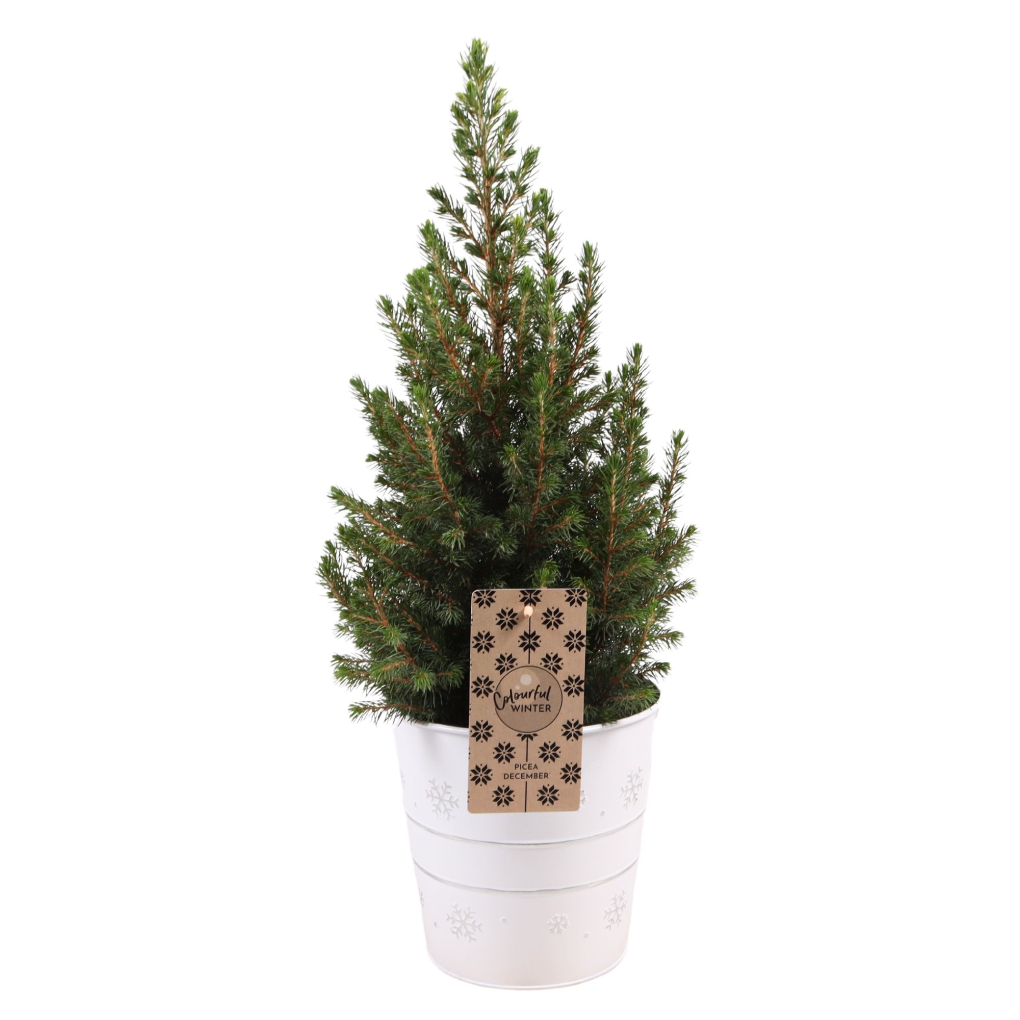 Julgran Omnia Garden Sockertopp C2 60-65 cm Med Kruka i Vit Zink