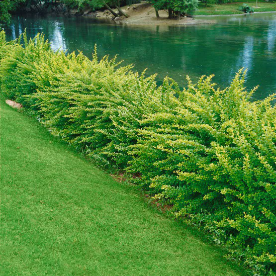 Prydnadsbuske Omnia Garden Häckberberis Krukodlad