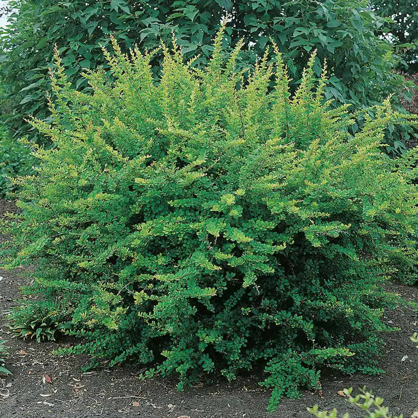 Prydnadsbuske Omnia Garden Häckberberis Krukodlad