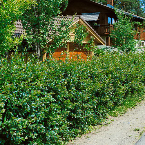 Häckoxbär Omnia Garden 30-50 cm