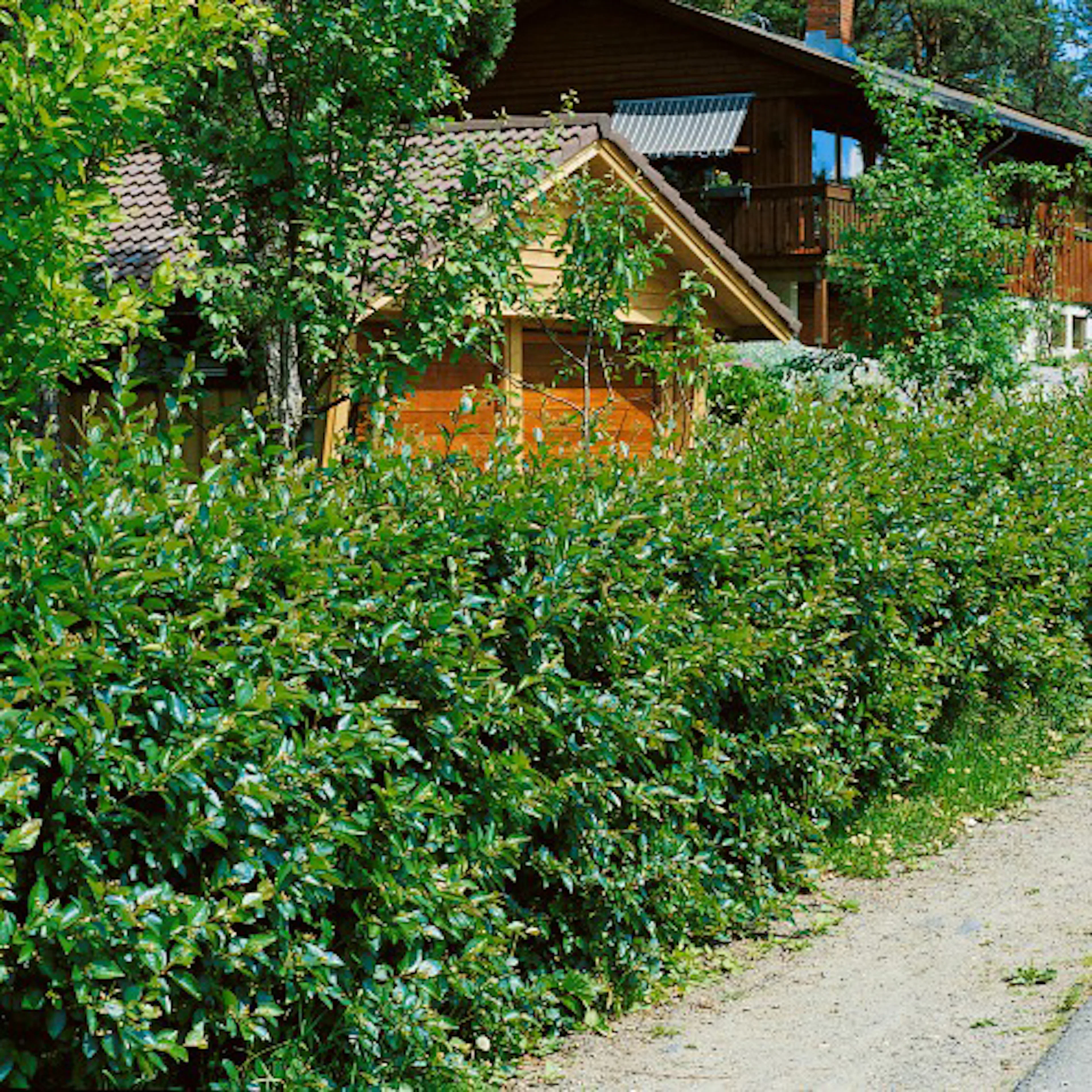 Häckoxbär Omnia Garden 30-50 cm