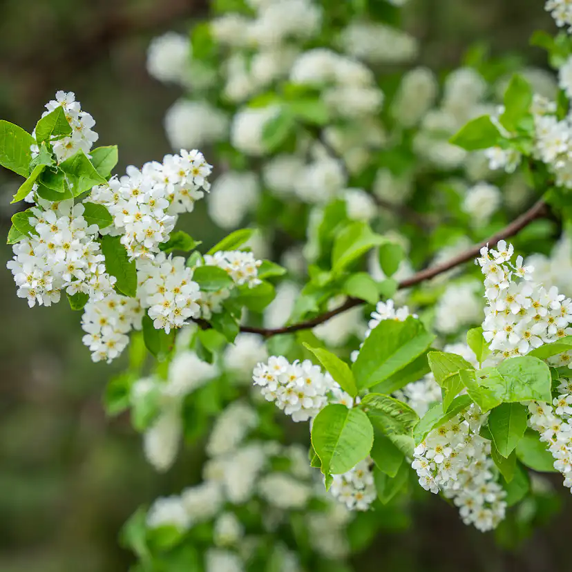 Prydnadsbuske Hägg Omnia Garden 100-125cm
