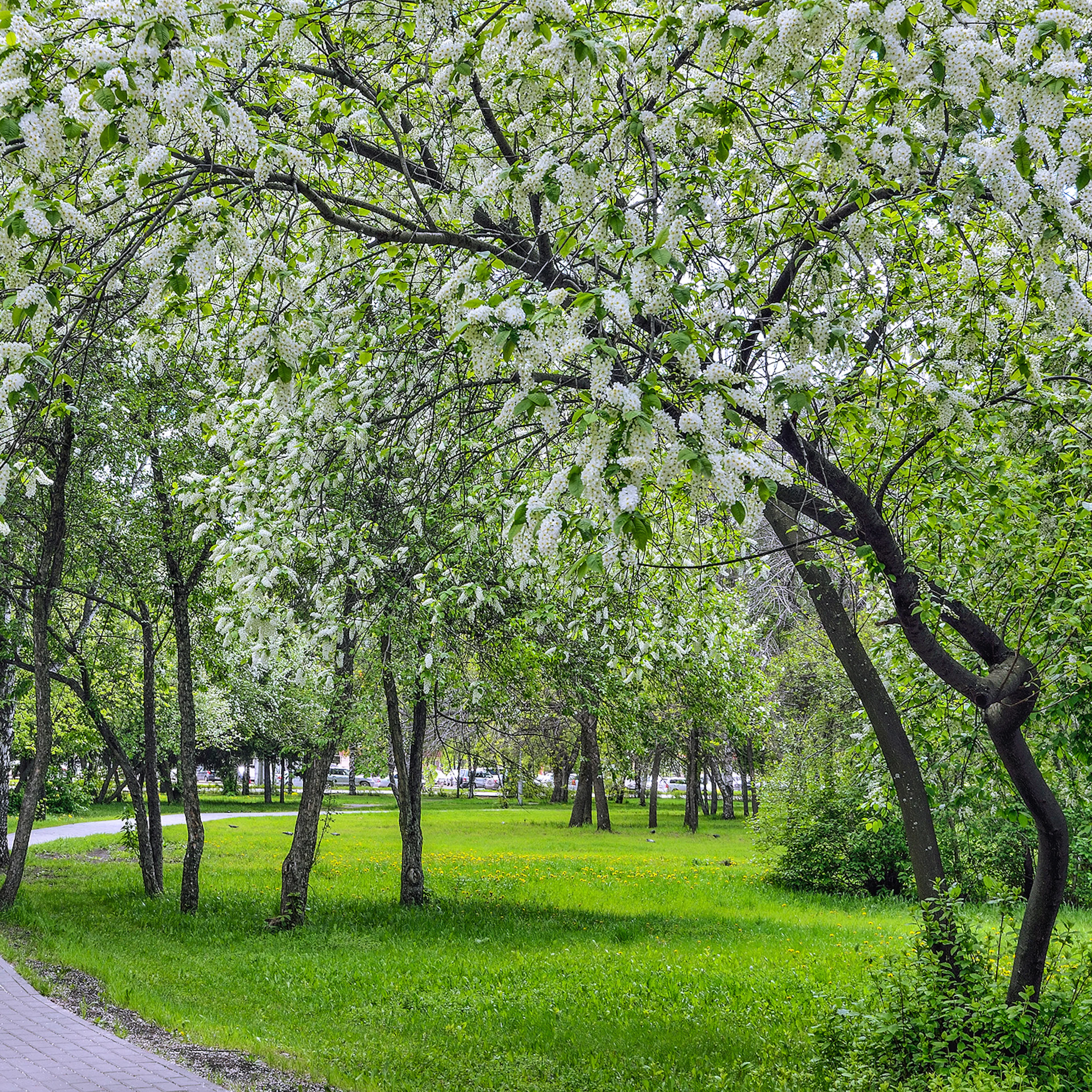 Prydnadsbuske Hägg Omnia Garden 100-125cm