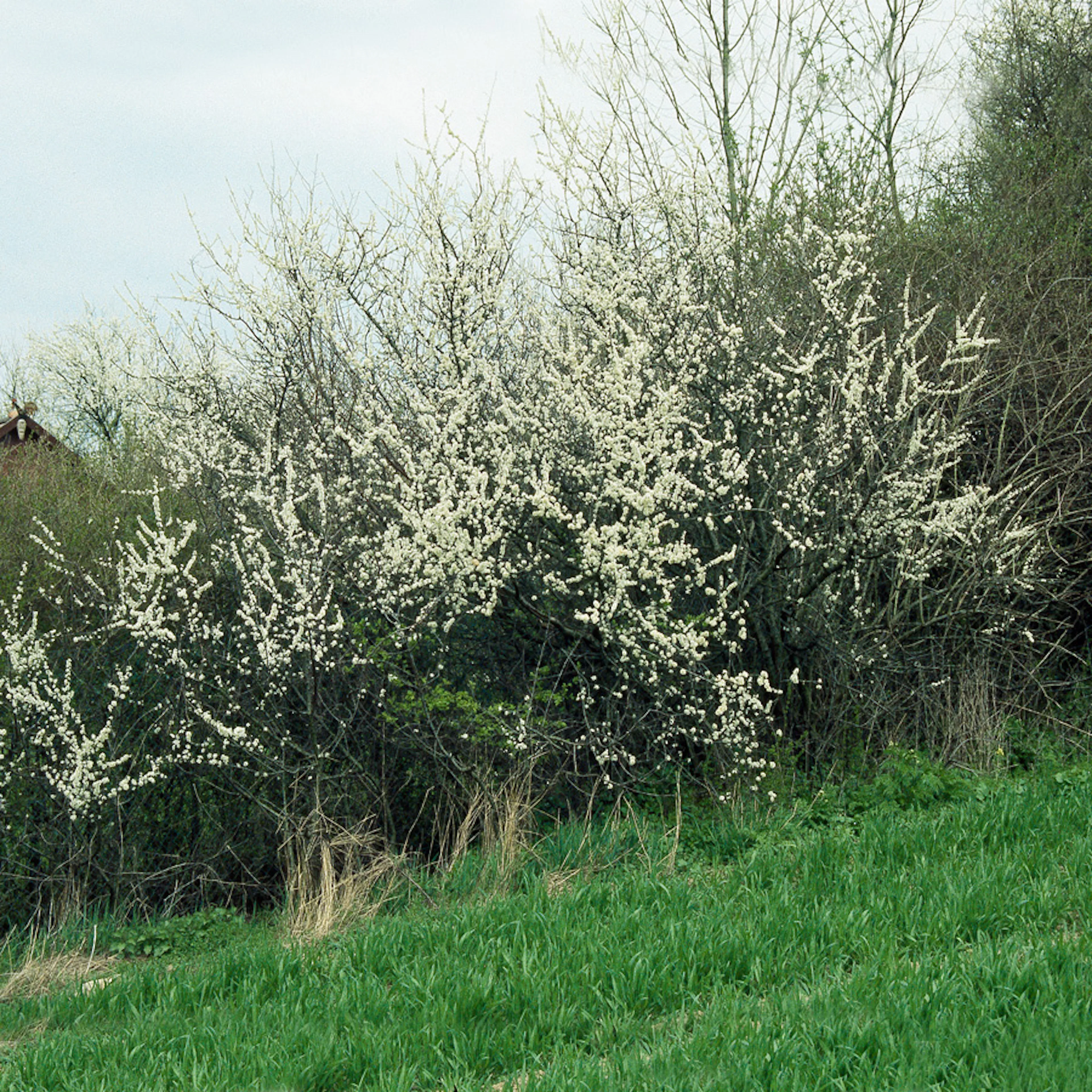 Häck Omnia Garden Hägg 50-80 cm