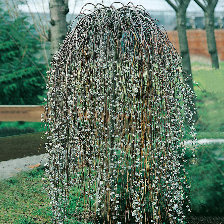 Prydnadsträd Hängsälg Omnia Garden Grönt Lövverk med Grenrik Krona 100-120 cm