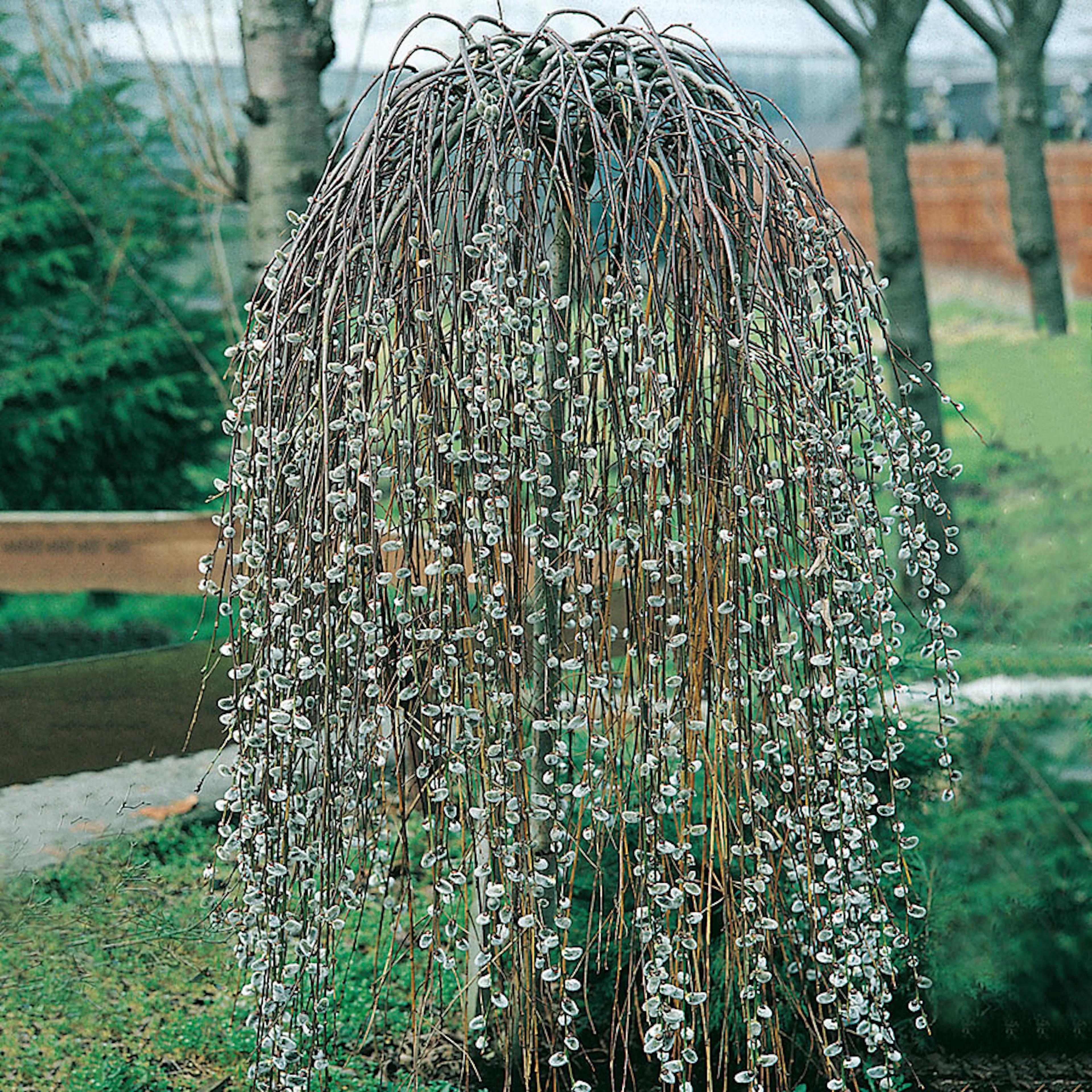 Prydnadsträd Hängsälg Omnia Garden Grönt Lövverk med Grenrik Krona 100-120 cm