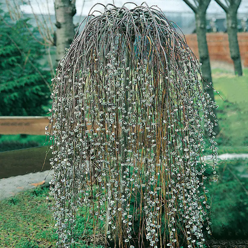 Prydnadsträd Hängsälg Omnia Garden Grönt Lövverk med Grenrik Krona 100-120 cm