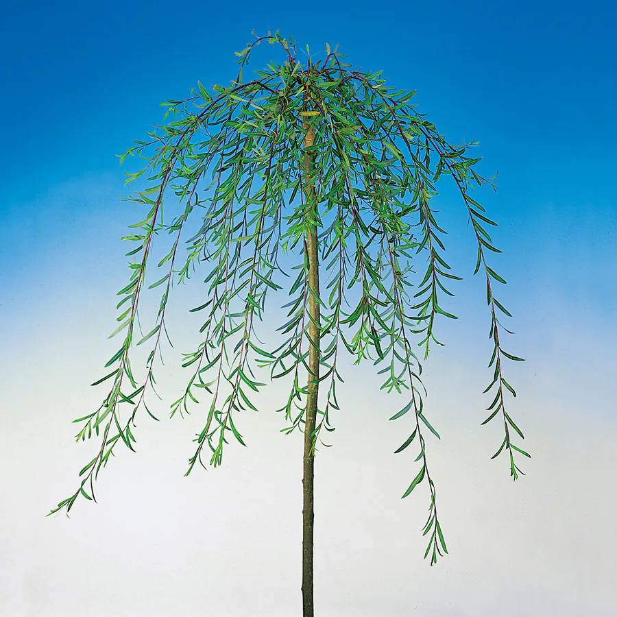 Prydnadsträd Hängvide Omnia Garden 100-120 cm