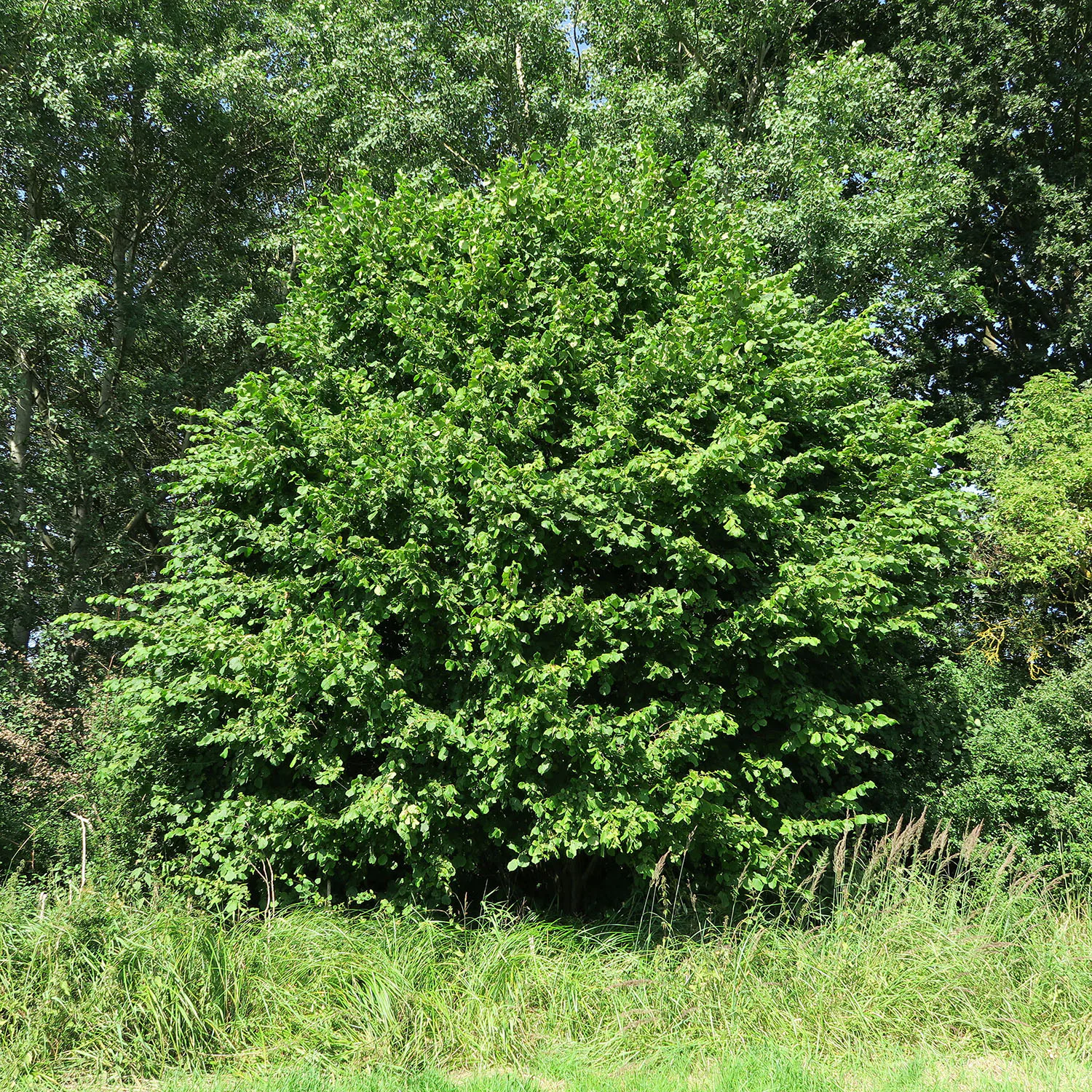 Buske Hassel Omnia Garden 150-200cm