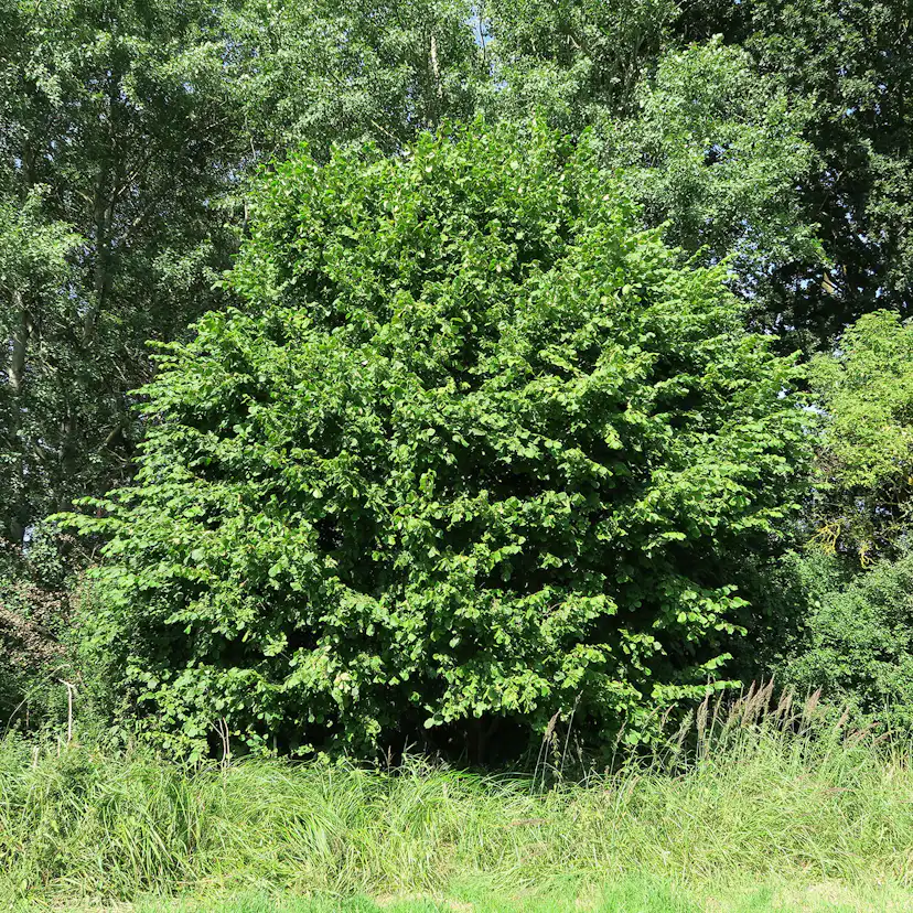 Buske Hassel Omnia Garden 150-200cm